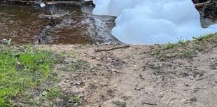 Dead fish and foam seen in Wey after contamination in Haslemere area