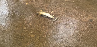 Investigations continue into Wey contamination with 70 fish killed