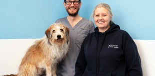 Celebrity pup gets star treatment at Petersfield vets