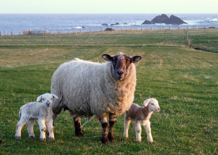 The NSA has reported a rise in sheep worrying incidents