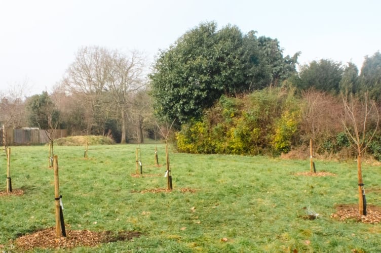 Mill Road Community Garden Liss