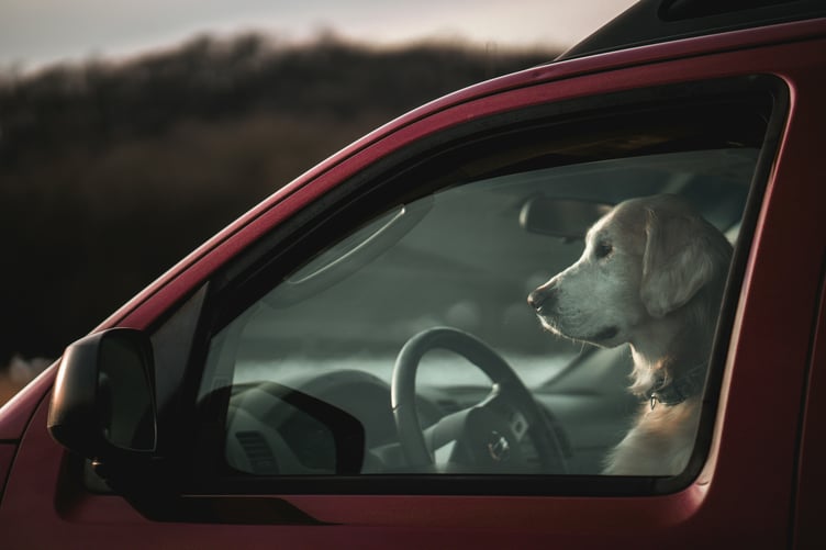 Dog in car image