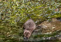 Water ‘vole-unteers’ called to survey local riverbanks this spring