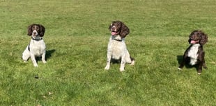 Digi dogs take the lead in Hampshire's digital crime fighting efforts