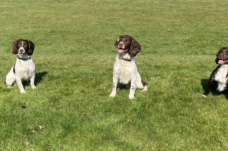 Hampshire Police's digi dogs