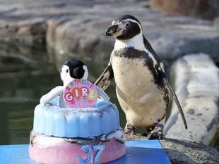 World's oldest penguin Spneb celebrates 37th birthday
