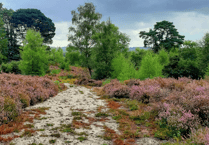 Firefighters tackle major Chapel Common wildfire
