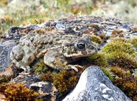 Back from the brink as rare toads making comeback on heathland