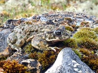 Back from the brink as rare toads making comeback on heathland