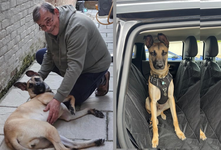 Alberto Donadello Missing Dog QECP