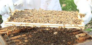 Frensham school celebrates first honey harvest