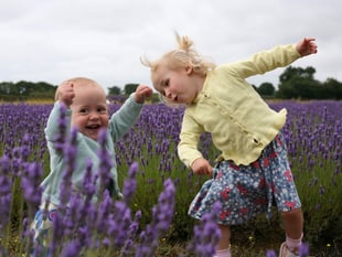 The Colour Purple: Buzz of excitement as Lavender Fields set to reopen