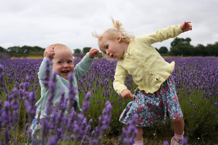 Lavender Fields Hampshire Selborne