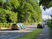 Greatham divided following tree fall on Petersfield Road