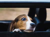 Hot weather warning for pet owners