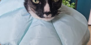 Max purrs back to health after brain tumour surgery