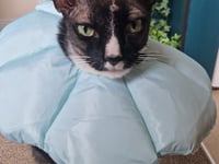 Max purrs back to health after brain tumour surgery