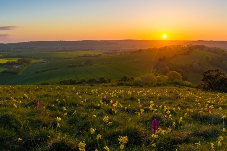 Orchids on Butser Hill by Lewis Watt