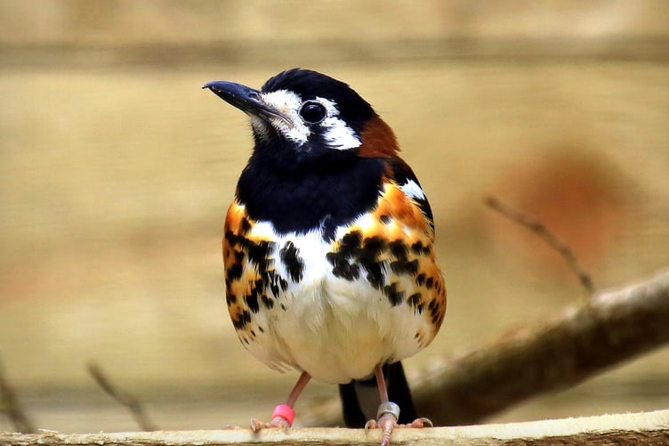 The adult chestnut-backed thrush at Birdworld.
