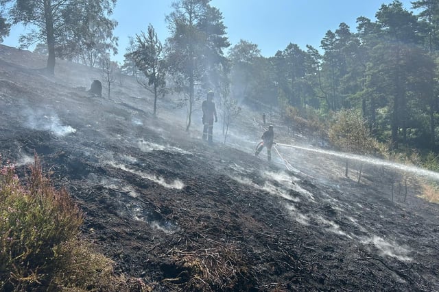Common may take 'years to recover' from devastating wildfire