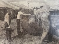 Peeps into the Past: Farnham's really wild show