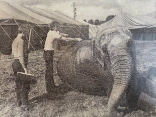 Peeps into the Past: Farnham's really wild show