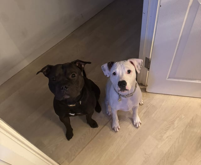 Police under fire for shooting puppy