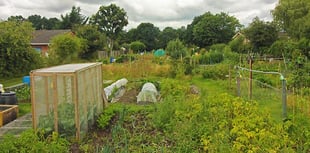 Whitehill Town Council debates allotment fees