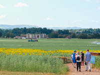 Cowdray's maize maze returns this August