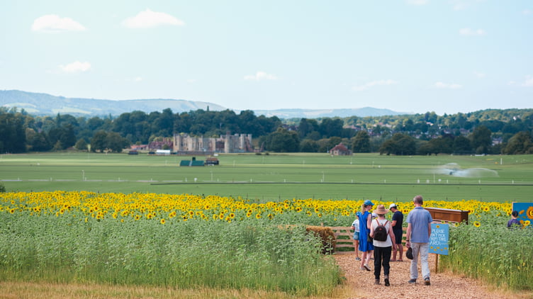 Sun, fun and fields of gold: A stunning sunflower patch awaits at Cowdray’s Maize Maze