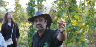 High hops for Hogs Back Brewery's harvest