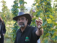High hops for Hogs Back Brewery's harvest