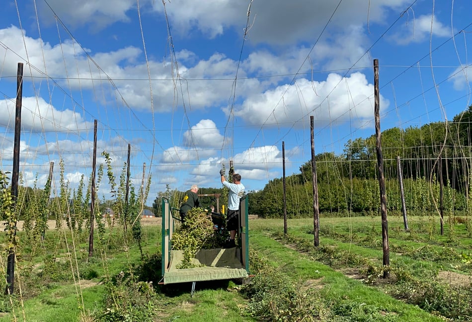 WATCH: Volunteers hop to it for Hogs Back harvest