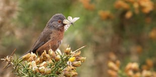 Cattle return to Ludshott Common after nearly a century