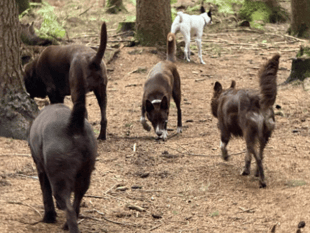 Peeps into the Past: Who let the dogs out? 