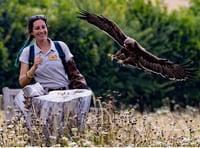 Dive into the world of raptors at DVT talk