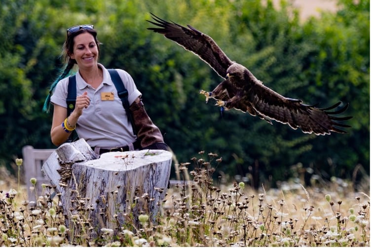 Hawk Conservancy Trust Raptor