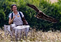 Dive into the world of raptors at DVT talk in Bordon