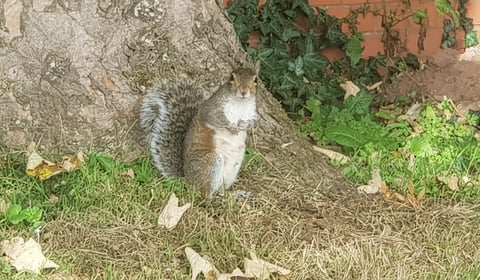 What a shock as squirrel blamed for power cut