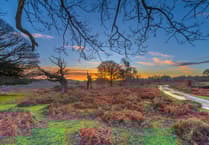 New Forest national car park charges spark local outrage