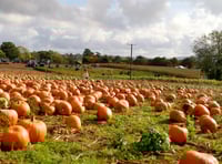 Rogate Pumpkin Patch squashes so much fun onto the farm