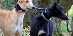 Greyhound charity to close Rake branch in 50th year