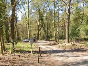 Man exposes himself to woman at beauty spot near Liphook