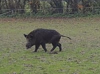 Boar spotted near East Meon as sightings continue in Petersfield area