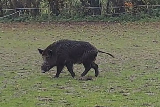 Boar spotted near East Meon as sightings continue in Petersfield area