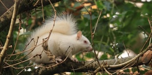 Hopes fade for rare albino squirrel