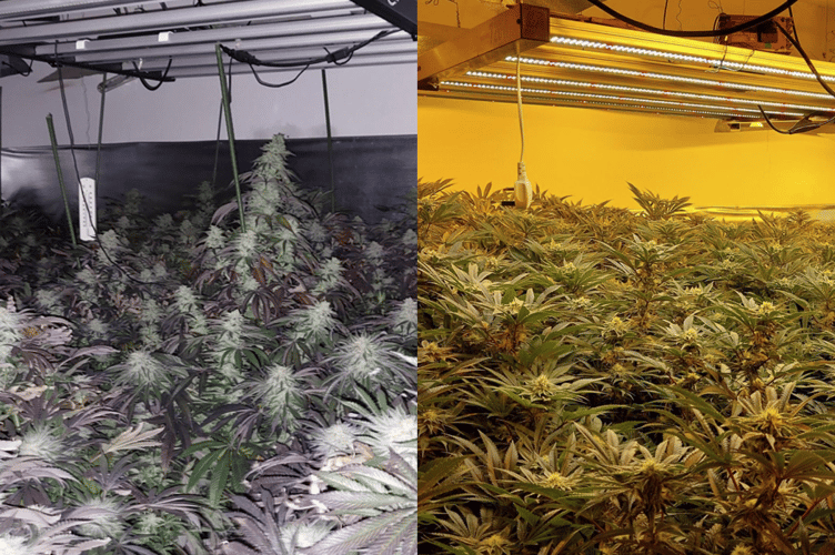 The cannabis factory found at an address in Farnborough.