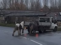 Upset as video of ponies behind pickup circulates in Kingsley