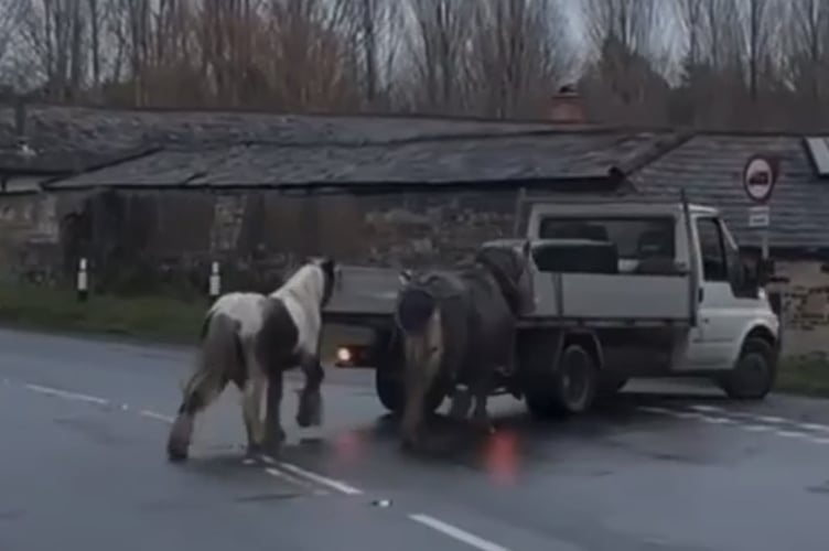 Kingsley Ponies B3004 Oakhanger