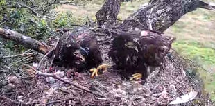 Concern at eagle's disappearance as tracker found near Petersfield